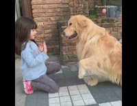 Golden retriever dog high fives kid girl