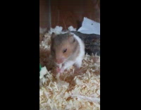 Hamster in glass cage eat a noodle
