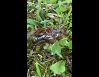 Bug with no insides still crawls and moves