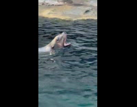Seal swim in the pool then roars