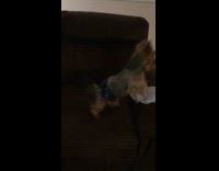 Dog on chair stares and runs away