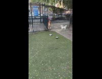 Poddle with hair cut and dyed like giraffe