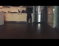 Cat plays fetch purple tissue blue rug