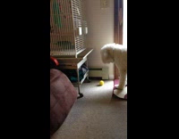 White goldendoodle dog picks up yellow ball but drops it and looks inside bird cage twice