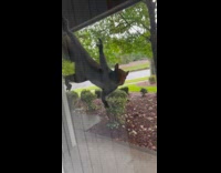 Squirrel crawling around on screen door 