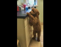 brown dog stands next to counter looks like human