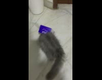 Grey cat head stuck in blue box 