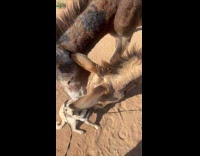 Dog lay on ground interact with donkey part 2