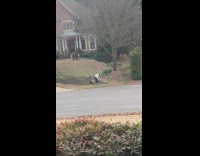 Guy uses blowtorch on front lawn grass