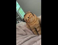 Cat froze with collar on head 