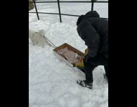 Dog pulls baby in box across snow 
