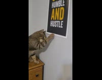 Cat takes push pin out from wall