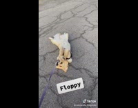 Compilation dog flops onto its side during walks