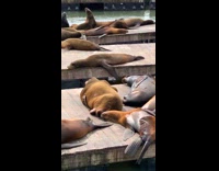 Sea lion on deck makes funny noise