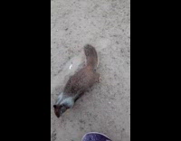 Woman gives crackers to squirrels at bay