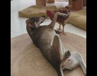 Dog lays on back looks at chicken
