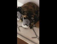 Pet cat lies down and smells the pair of shoes