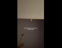 Cat stare at second floor ready for bed