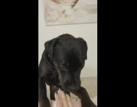 Dog tries to get on bed is told no and barks 