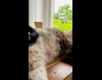 Cat lay on desk table beside laptop