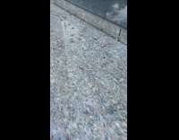 Lots of lanternfly on ground outside building