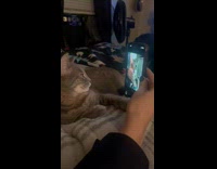 Cat watch self video with talking filter