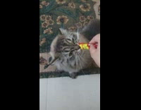 Fluffy grey cat licks treat 