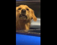 Collab Clips MPUGC - Dog in car growling at woman