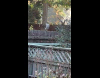 Cooper's Hawk stands in the backyard fence