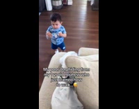 Dog hiding behind pillow couch