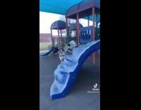 Dog plays on playground park