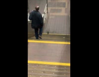 Pigeon walk down the subway station stairs