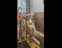 Vocal husky yells while getting groomed 