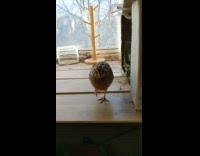 Pet bird fed but throws the food away