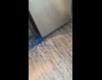 Collab Clips MPUGC - Grey cat blue powder on cat