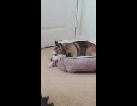 Dog face funny filter