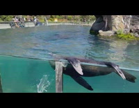 Sea lion taking a break from entertaining guests