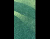 Racoon hand reaches out from underground