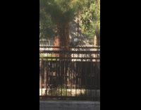 Squirrel make weird sounds wiggle tail fence