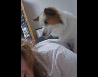 Dog bite hotdog plushy on back of woman