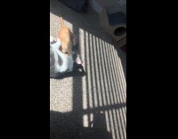Cat lick and kick orange kitten under sunlight
