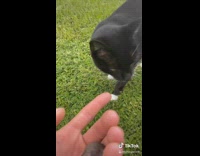 Cat brings owner little animals 