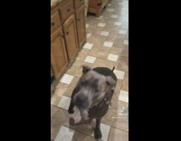 Collab BitchMP - Dog eats pill sand chicken like treats fooled