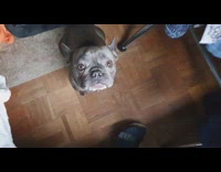 Bulldog stares at owner tries reaching camera