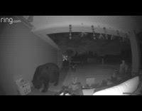Footage of large bear visiting house at night
