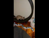 Collab BitchMP - Cat steals piece of raw chicken runs away