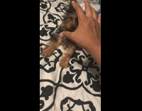 Pet dog angered face when touched by owner