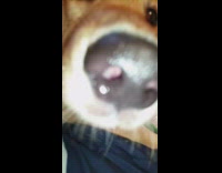 brown dog on blue bed eats peanut butter