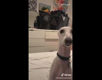 Collab dogIG_default - Girl has dog built like airpod airpods