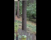 Two squirrels climb tree chase each other